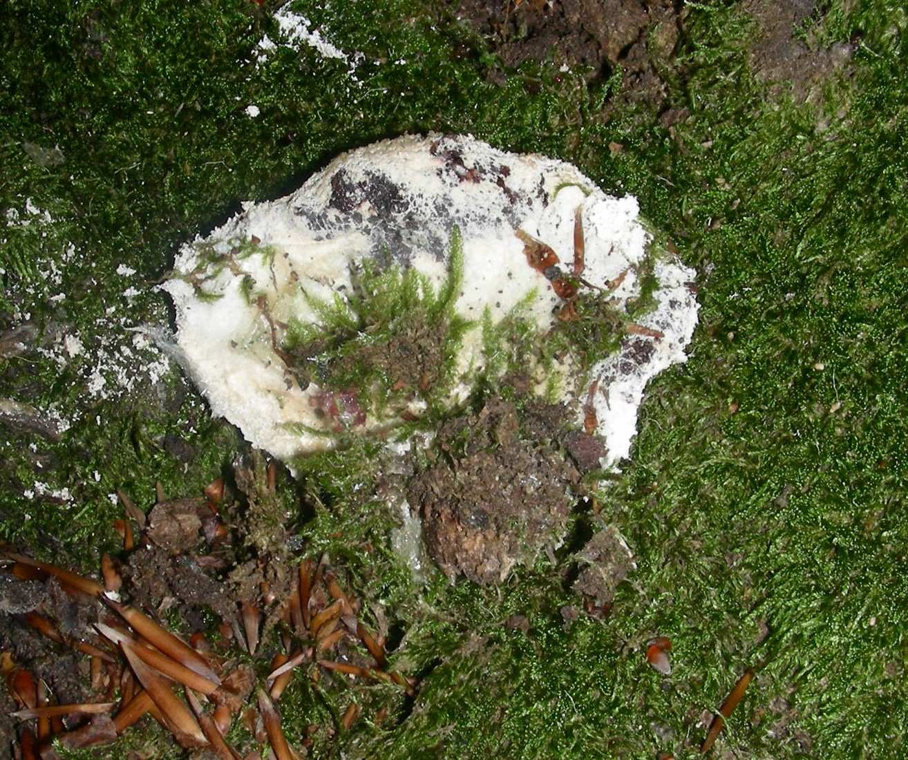 1372 Giugno vecchio ritrovamento